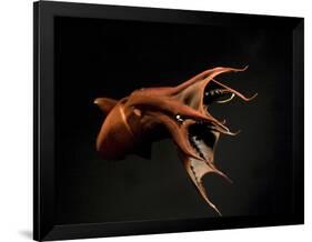 Vampire Squid Going into Opineappleo Defense Posture-null-Framed Photographic Print