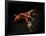 Vampire Squid Going into Opineappleo Defense Posture-null-Framed Photographic Print