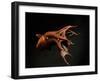 Vampire Squid Going into Opineappleo Defense Posture-null-Framed Photographic Print