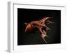 Vampire Squid Going into Opineappleo Defense Posture-null-Framed Photographic Print