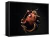 Vampire Squid Going into Opineappleo Defense-null-Framed Stretched Canvas