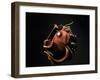 Vampire Squid Going into Opineappleo Defense-null-Framed Photographic Print