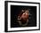 Vampire Squid Going into Opineappleo Defense-null-Framed Photographic Print