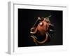 Vampire Squid Going into Opineappleo Defense-null-Framed Photographic Print