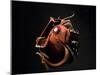 Vampire Squid Going into Opineappleo Defense-null-Mounted Photographic Print