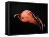 Vampire Squid-null-Framed Stretched Canvas