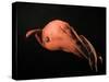 Vampire Squid-null-Stretched Canvas