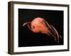 Vampire Squid-null-Framed Photographic Print