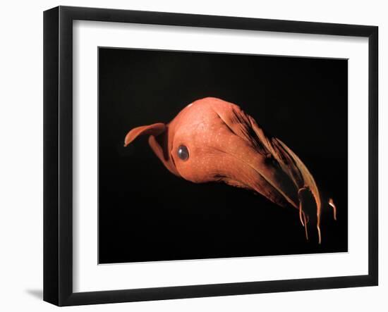 Vampire Squid-null-Framed Photographic Print