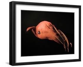 Vampire Squid-null-Framed Photographic Print