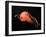 Vampire Squid-null-Framed Photographic Print