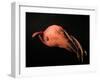 Vampire Squid-null-Framed Photographic Print