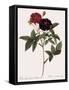 Van Eeden's Rose-Pierre Joseph Redoute-Framed Stretched Canvas