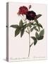 Van Eeden's Rose-Pierre Joseph Redoute-Stretched Canvas