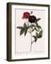 Van Eeden's Rose-Pierre Joseph Redoute-Framed Giclee Print