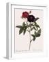 Van Eeden's Rose-Pierre Joseph Redoute-Framed Giclee Print