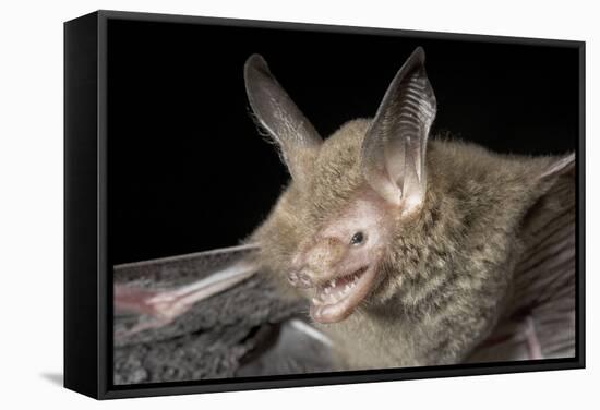 Van Gelder's Bat (Bauerus Dubiaquercus) Portrait-Claudio Contreras-Framed Stretched Canvas