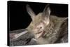 Van Gelder's Bat (Bauerus Dubiaquercus) Portrait-Claudio Contreras-Stretched Canvas