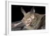 Van Gelder's Bat (Bauerus Dubiaquercus) Portrait-Claudio Contreras-Framed Photographic Print