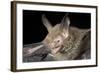 Van Gelder's Bat (Bauerus Dubiaquercus) Portrait-Claudio Contreras-Framed Photographic Print