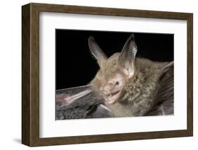 Van Gelder's Bat (Bauerus Dubiaquercus) Portrait-Claudio Contreras-Framed Photographic Print