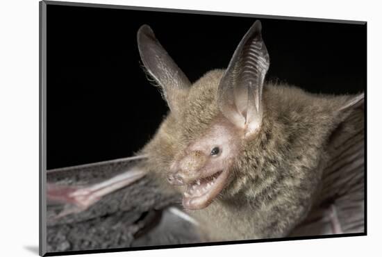 Van Gelder's Bat (Bauerus Dubiaquercus) Portrait-Claudio Contreras-Mounted Photographic Print