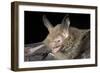 Van Gelder's Bat (Bauerus Dubiaquercus) Portrait-Claudio Contreras-Framed Photographic Print