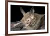 Van Gelder's Bat (Bauerus Dubiaquercus) Portrait-Claudio Contreras-Framed Photographic Print