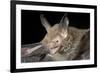 Van Gelder's Bat (Bauerus Dubiaquercus) Portrait-Claudio Contreras-Framed Photographic Print