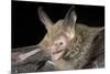 Van Gelder's Bat (Bauerus Dubiaquercus) Portrait-Claudio Contreras-Mounted Photographic Print