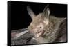Van Gelder's Bat (Bauerus Dubiaquercus) Portrait-Claudio Contreras-Framed Stretched Canvas