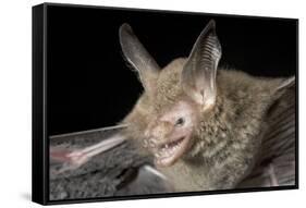 Van Gelder's Bat (Bauerus Dubiaquercus) Portrait-Claudio Contreras-Framed Stretched Canvas