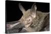 Van Gelder's Bat (Bauerus Dubiaquercus) Portrait-Claudio Contreras-Stretched Canvas