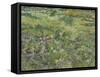 Van Gogh, Long Grass with Butterflies-null-Framed Stretched Canvas