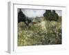 Van Gogh, Marguerite Gachet in the Garden-null-Framed Giclee Print