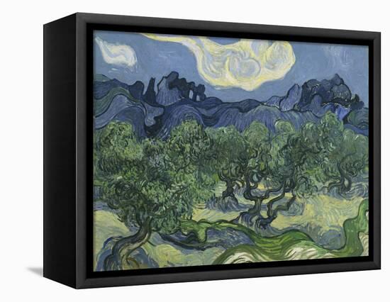 Van Gogh, Olive Trees-null-Framed Stretched Canvas