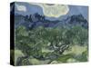 Van Gogh, Olive Trees-null-Stretched Canvas