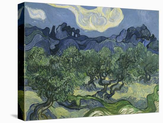 Van Gogh, Olive Trees-null-Stretched Canvas