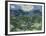 Van Gogh, Olive Trees-null-Framed Giclee Print