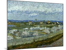 Van Gogh: Peach Tree, 1889-Vincent van Gogh-Mounted Giclee Print