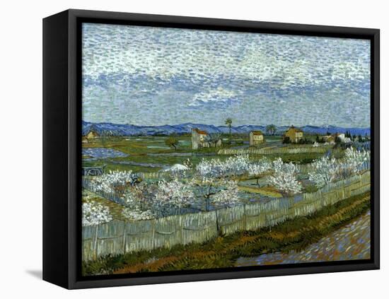 Van Gogh: Peach Tree, 1889-Vincent van Gogh-Framed Stretched Canvas