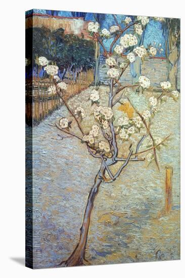 Van Gogh: Peartree, 1888-Vincent van Gogh-Stretched Canvas