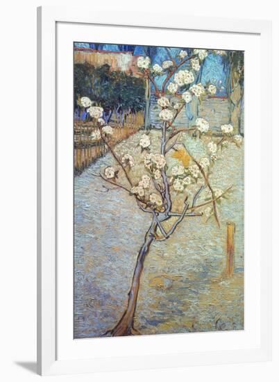 Van Gogh: Peartree, 1888-Vincent van Gogh-Framed Giclee Print