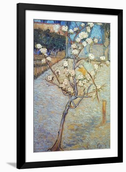 Van Gogh: Peartree, 1888-Vincent van Gogh-Framed Giclee Print