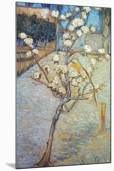 Van Gogh: Peartree, 1888-Vincent van Gogh-Mounted Giclee Print