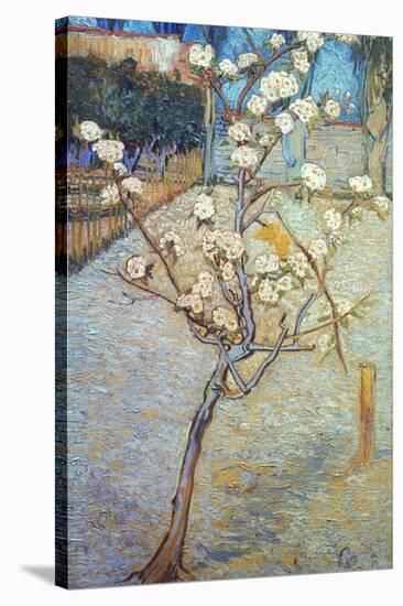 Van Gogh: Peartree, 1888-Vincent van Gogh-Stretched Canvas