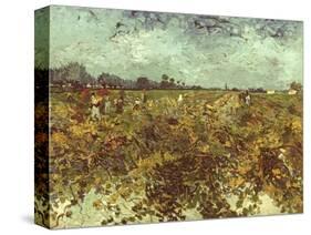 Van Gogh: Vineyard, 1888-Vincent van Gogh-Stretched Canvas