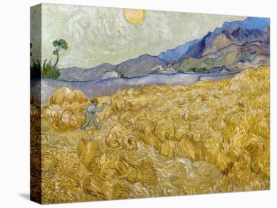 Van Gogh: Wheatfield, 1889-Vincent van Gogh-Stretched Canvas