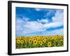 Van Gogh-Marco Carmassi-Framed Photographic Print