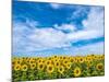 Van Gogh-Marco Carmassi-Mounted Photographic Print